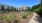 a path with plants and trees by buildings